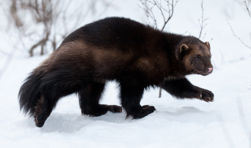 wolverine in the snow