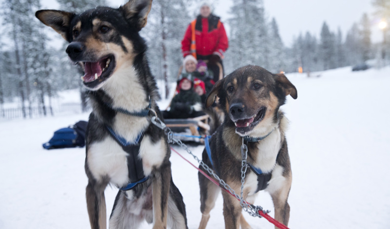 huskies waiting to start sled ride