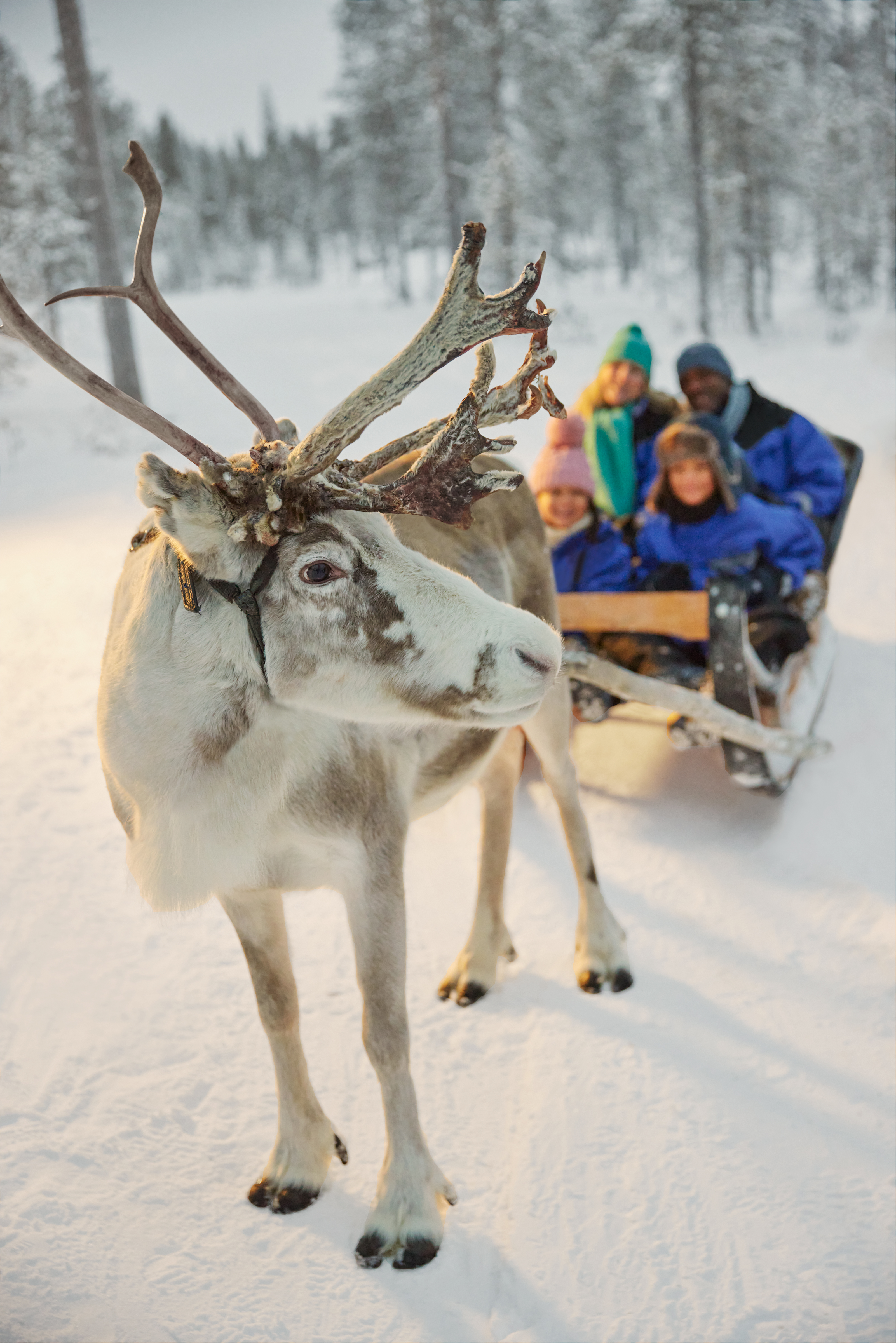 reindeer with family on sleigh